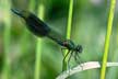 banded demoiselle